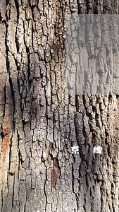 京牌 协议离婚
